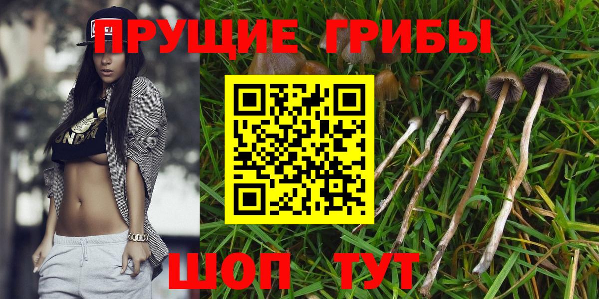 Вичуга  Галлюциногенные грибы Cubensis  Вход с VPN 